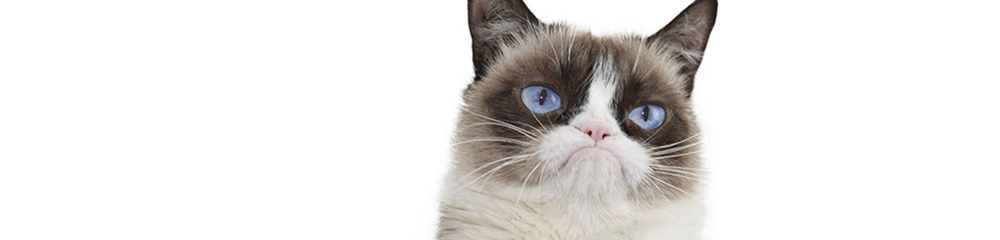 Grumpy Cat