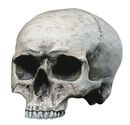 Human Skull, Markus Mayer, Schedel